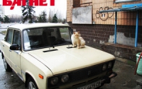 ВАЗ - самый угоняемый автомобиль в Киеве