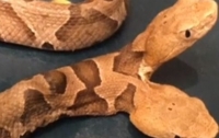 Американка обнаружила двуглавую змею во дворе своего дома (видео)
