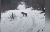 Почти в центре столицы бродит настоящий волк