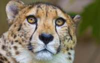Гепарды находятся на грани вымирания – экологи