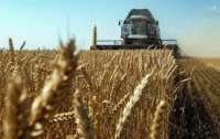 Украине разрешено экспортировать зерно через ЕС