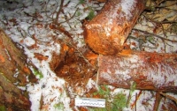 Дерево убило лесника в Киеве