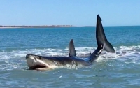 Большая белая акула застряла на мелководье (видео)