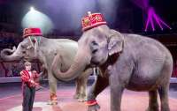 В цирке во время шоу произошла потасовка между слонами (видео)