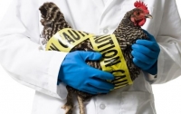 Вспышка птичьего гриппа зафиксирована в Украине