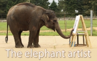 Картины слонихи из Пражского зоопарка всколыхнули арт-рынок