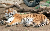 В Киевском зоопарке мужчина прыгнул в клетку с тигром 