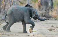 В Африке отсняли забавное видео со слоненком, играющим в футбол