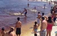 Акула родила прямо на пляже (ФОТО)