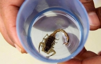 Новорожденная выжила после семи укусов смертоносного скорпиона