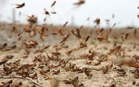 Афганистан и Таджикистан объединились для борьбы с саранчой 