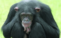 Ученые обнаружили, что шимпанзе, так же как и люди, раздраженно реагируют на неудачи