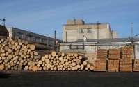 Директор лесхоза торговал деловой древесиной