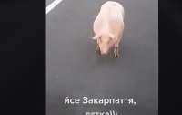 Свинка спасалась бегством и попала на видео