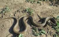 В Полтаве змея набросилась на ребенка посреди улице