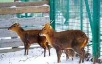 Новонароджене в неволі оленя почало гавкати