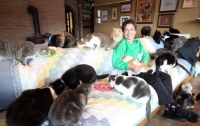 Тысяча кошек выселила американку из дома