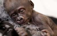 Американська горила відмовилася від свого дитинчати і йому знайшли інше маму (фото)
