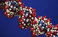 В США научились прогнозировать сексуальную ориентацию по ДНК