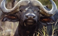 Самого дорогого буйвола продали за 11 млн долларов