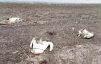 В Херсонской области погибли 90 лебедей