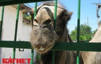 Симферопольской верблюдице привезли жениха из Николаева (ФОТО)