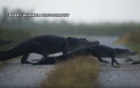 Во Флориде прошел парад крокодилов (видео)