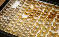 Українські науковці оцифрують унікальну історичну колекцію метеликів Верхратського