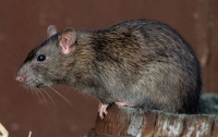 В Индии крысы выпили тысячи литров изъятого алкоголя