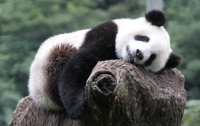 В Китае в эфир запускают реалити-шоу про панд