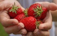 Клубника чистит кровь и улучшает обмен веществ