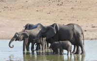 Браконьеры отравили цианидом 14 слонов в парках Зимбабве