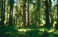 В Украине хотят увеличить количество лесов и подчинить их одному хозяину