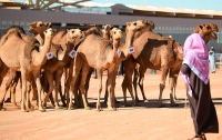 В Саудовской Аравии верблюдов сняли с конкурса красоты из-за ботокса