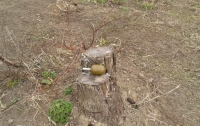 Играл с гранатой: в Одесской области от взрыва погиб человек