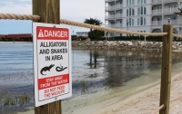 Disney избавляется от любых отсылок к аллигаторам в своих парках