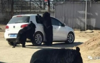 В сафари-парке медведи пытались залезть в машину с туристами