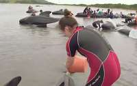 В Австралии киты массово выбросились на берег: 90 особей погибли
