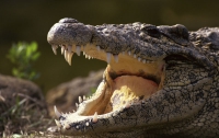В Мексике крокодилы заполонили подтопленные города (ВИДЕО)