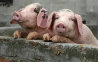 В Крыму зафиксирована африканская чума свиней