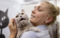 Ученые заявили о склонности любителей кошек к шизофрении