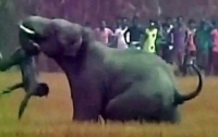 Слон убил туриста, который хотел его сфотографировать