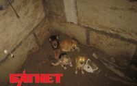 Четыре бездомных собаки неделю просидели в яме, пока их не спасли сотрудники МЧС