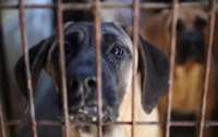 Власти Южной Корее официально запретили употребление мяса собак