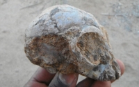Найден череп ребенка, который жил 13 миллионов лет назад (видео)