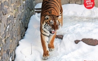 Тигры из Киевского зоопарка пришли в восторг от снегопада