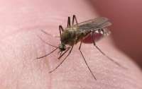Могут ли мухи и комары переносить коронавирус
