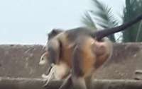 В Индии обезьяны убили более сотни щенков