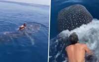 Мужчина прокатился на самой большой акуле в мире
