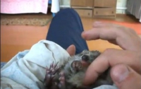 Маленький ежик кайфует, когда ему гладят животик (ВИДЕО)